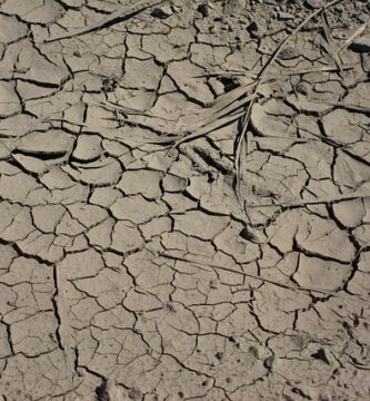 efecte ale poluării solului